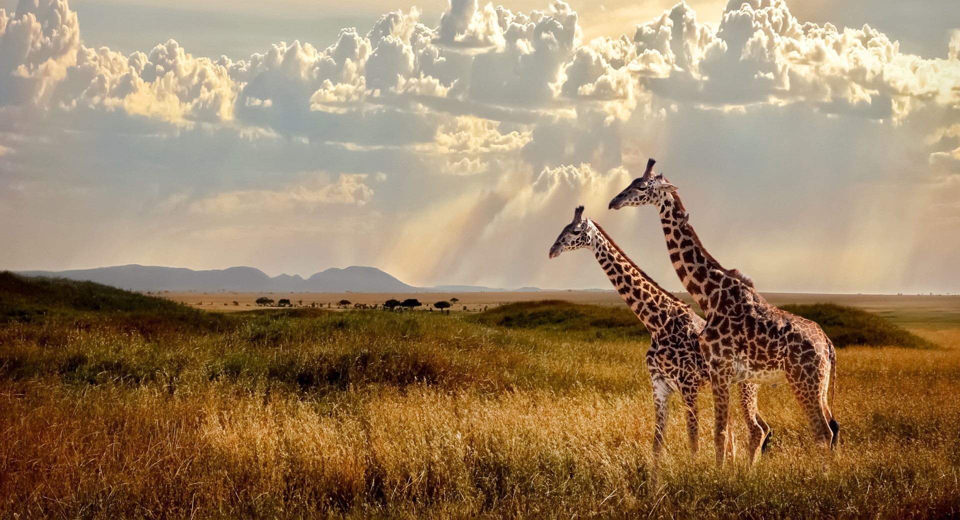 Luxury Kenya (With Air)