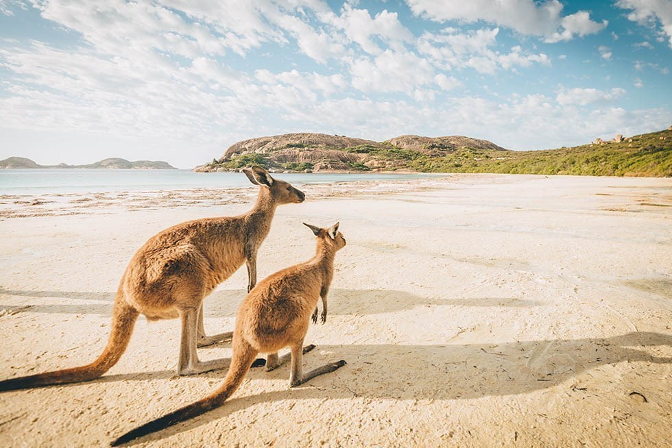 Kangaroos Australia